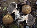 Scleroderma verrucosum image