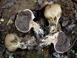 Scleroderma verrucosum image