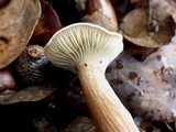 Ampulloclitocybe clavipes image