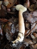 Ampulloclitocybe clavipes image