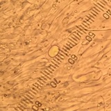 Craterellus fallax image