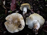 Tricholoma sejunctum image