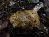 Tricholoma sejunctum image