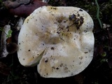 Tricholoma sejunctum image