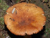 Russula novae-zelandiae image