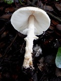 Lepiota clypeolaria image