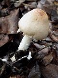Lepiota clypeolaria image
