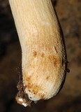 Russula novae-zelandiae image