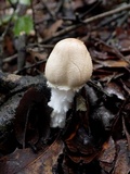 Lepiota clypeolaria image