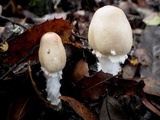 Lepiota clypeolaria image
