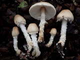 Lepiota clypeolaria image