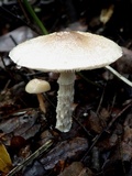 Lepiota clypeolaria image
