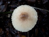 Lepiota clypeolaria image