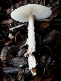Lepiota clypeolaria image