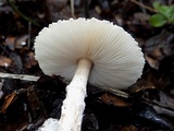 Lepiota clypeolaria image