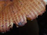 Russula novae-zelandiae image
