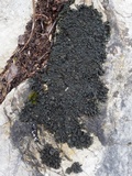 Blennothallia crispa image