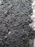 Blennothallia crispa image