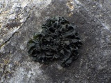 Blennothallia crispa image