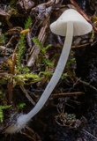 Hemimycena pseudolactea image