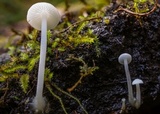 Hemimycena pseudolactea image