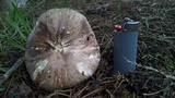 Leucoagaricus cupresseus image