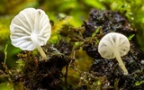 Hemimycena tortuosa image