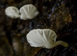 Hemimycena tortuosa image