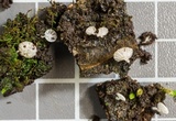Hemimycena tortuosa image