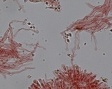 Hemimycena tortuosa image