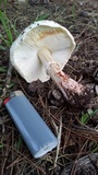 Leucoagaricus cupresseus image