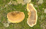 Steccherinum subrawakense image