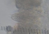 Russula novae-zelandiae image