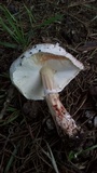 Leucoagaricus cupresseus image