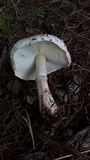 Leucoagaricus cupresseus image