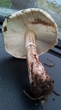 Leucoagaricus cupresseus image