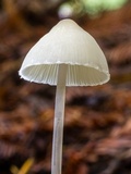 Mycena filopes image