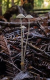 Mycena filopes image