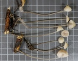 Mycena filopes image