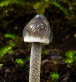 Mycena amicta image
