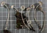 Mycena amicta image