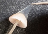 Mycena amicta image