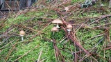Psathyrella ellenae var. yubaensis image