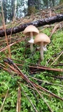 Psathyrella ellenae var. yubaensis image