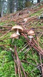 Psathyrella ellenae var. yubaensis image