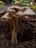 Mycena maculata image