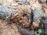 Psilocybe coprophila image