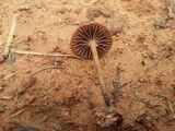 Psilocybe coprophila image