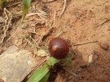 Psilocybe coprophila image