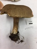 Boletus variipes var. fagicola image